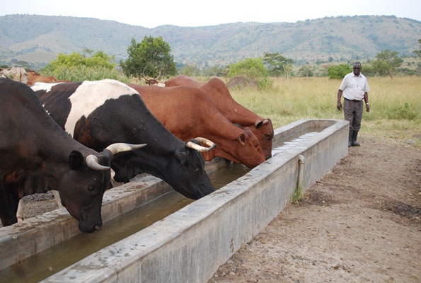 Buganda Dairy Farm- Mbarara (Uganda)