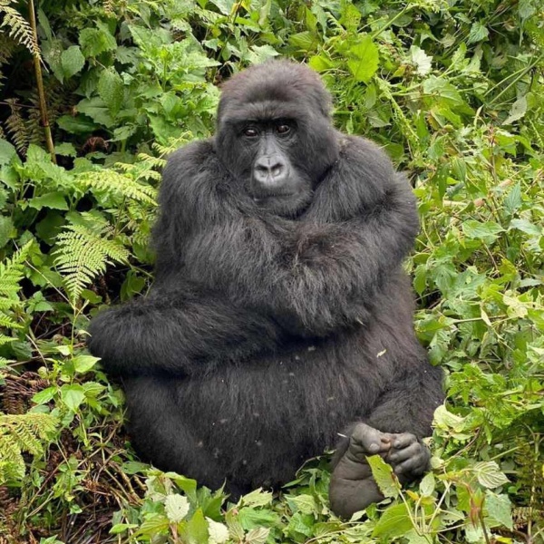 3-Days Gorilla Trekking Safari Tour - Tubale Safaris